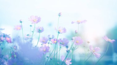 Cosmos çiçek çiçek bahçesinde.