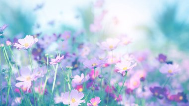 Cosmos çiçek çiçek bahçesinde.