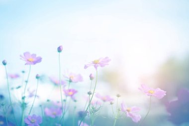 Cosmos çiçek çiçek bahçesinde.