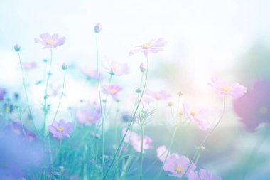 Cosmos çiçek çiçek bahçesinde.