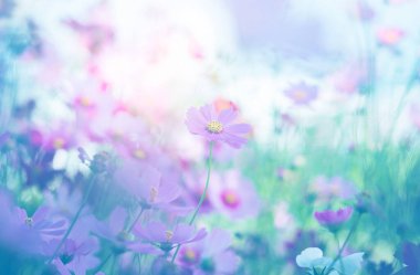 Cosmos çiçek çiçek bahçesinde.