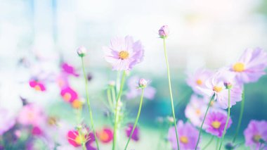 Cosmos çiçek çiçek bahçesinde.