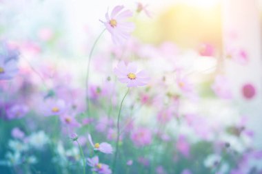 Cosmos çiçek çiçek bahçesinde.