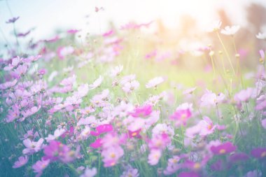 Cosmos çiçek çiçek bahçesinde.