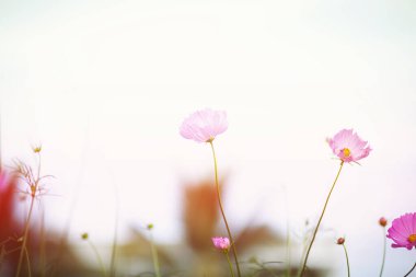 Cosmos çiçek çiçek bahçesinde.