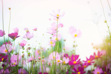 Cosmos çiçek çiçek bahçesinde.