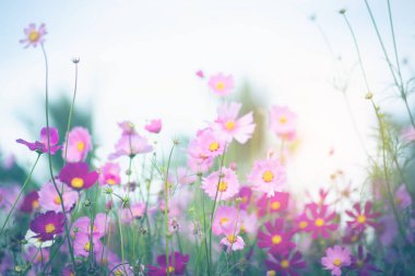 Cosmos çiçek çiçek bahçesinde.
