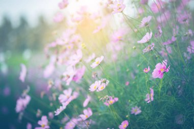 Cosmos çiçek çiçek bahçesinde.