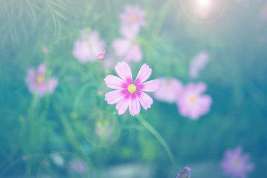 Cosmos çiçek çiçek bahçesinde.