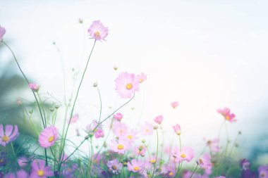 Cosmos çiçek çiçek bahçesinde.