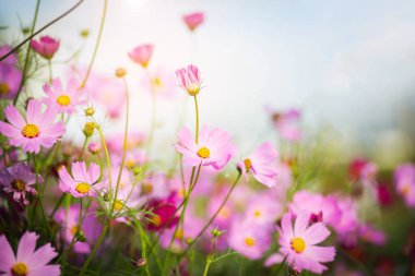 Cosmos çiçek çiçek bahçesinde.