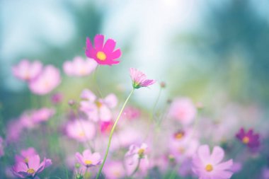 Cosmos çiçek çiçek bahçesinde.