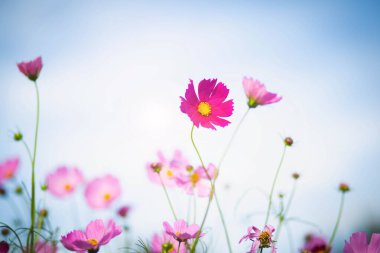 Cosmos çiçek çiçek bahçesinde.
