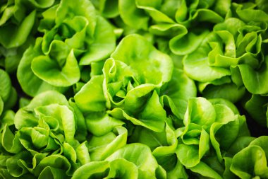 Güneşin altında bir sıra organik sebze bahçesi