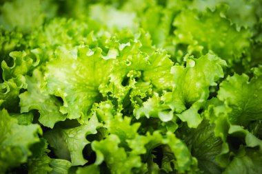 Güneşin altında bir sıra organik sebze bahçesi