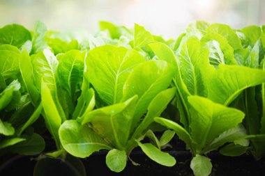 Güneşin altında bir sıra organik sebze bahçesi