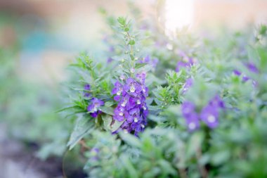Yazın, günbatımında gökyüzü arka planında çiçek açan sanat çayırı. Güzel yaz zamanı Unutun beni Çiçekli değil;