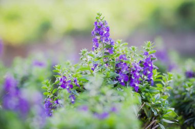 Yazın, günbatımında gökyüzü arka planında çiçek açan sanat çayırı. Güzel yaz zamanı Unutun beni Çiçekli değil;