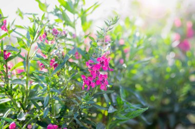 Yazın, günbatımında gökyüzü arka planında çiçek açan sanat çayırı. Güzel yaz zamanı Unutun beni Çiçekli değil;