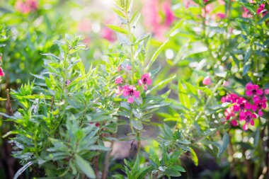 Yazın, günbatımında gökyüzü arka planında çiçek açan sanat çayırı. Güzel yaz zamanı Unutun beni Çiçekli değil;
