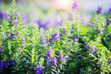 Yazın, günbatımında gökyüzü arka planında çiçek açan sanat çayırı. Güzel yaz zamanı Unutun beni Çiçekli değil;