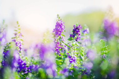 Yazın, günbatımında gökyüzü arka planında çiçek açan sanat çayırı. Güzel yaz zamanı Unutun beni Çiçekli değil;