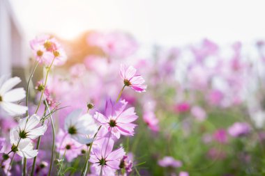Cosmos çiçek çiçek bahçesinde.