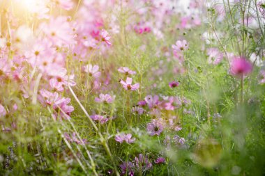 Cosmos çiçek çiçek bahçesinde.