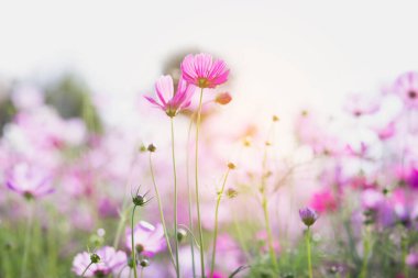 Cosmos çiçek çiçek bahçesinde.
