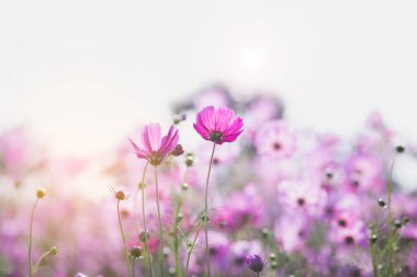 Cosmos çiçek çiçek bahçesinde.