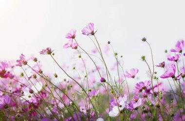 Cosmos çiçek çiçek bahçesinde.