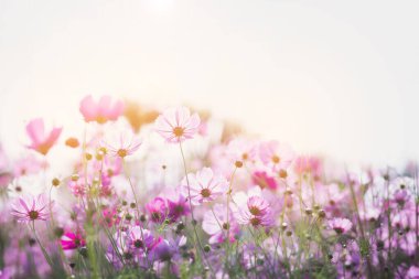Cosmos çiçek çiçek bahçesinde.