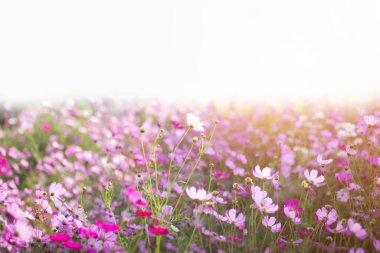 Cosmos çiçek çiçek bahçesinde.