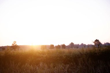 Çimen tohumu çiçeğini kapat.