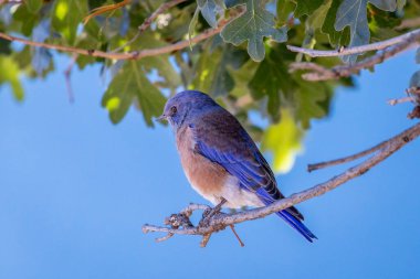 Sialia ya da bir ağaç dalında oturan doğu bleubird olarak da bilinir, ardıç kuşu familyasından küçük mavi tüylü bir kuş, Kaliforniya 'da çekilmiş bir fotoğraf.