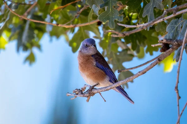 캘리포니아에서 촬영된 깃털을 나뭇가지에 시알라 홍관조 — 스톡 사진