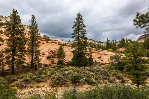 stock image Zion national park, with beautiful yellow, orange and red colored rocks and pine trees