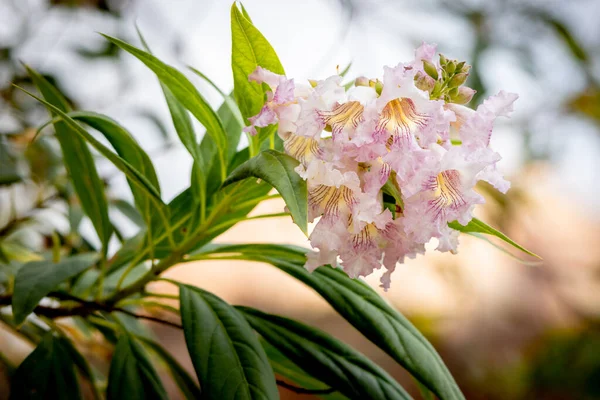 stock image The Chitalpa or Pink Dawn a hybrid between Chilopsis and Catalpa, with beautiful pink striped flowers, photo taken in Utah, USA