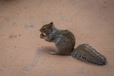 Kaliforniya sincabı ya da Latin Spermophilus beecheyi, Sciuridae familyasından bir kemirgen türü.