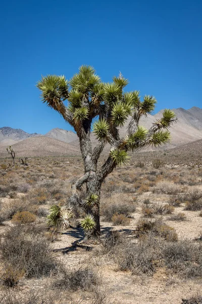Alberi Joshua Yucca Brevifolia Una Specie Vegetale Del Genere Yucca — Foto Stock