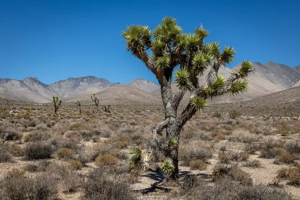 Joshua Ağaçları Yucca Brevifolia Kaliforniya Çölünde Yucca Cinsinin Bir Bitki — Stok fotoğraf
