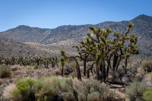 Joshua Ağaçları Yucca Brevifolia Kaliforniya Çölünde Yucca Cinsinin Bir Bitki — Stok fotoğraf