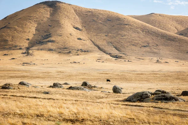 stock image Parched farmland with yellow gold grass and rolling hills in the late summer of California, USA