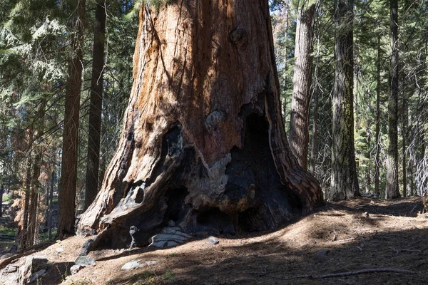 stock image Sequoia National Park, the forest with many burned trees after the large forest fires caused by prolonged drought, California, USA