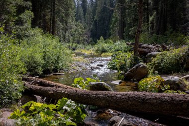 Yosemite Ulusal Parkı 'nın yeşil ormanları arasında akan güzel bir dere, Kaliforniya, ABD