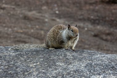 Kaliforniya sincabı ya da Latin Spermophilus beecheyi, Sciuridae familyasından Yosemite Ulusal Parkı 'nda çekilmiş bir kemirgen türü.