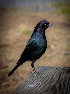 Biraderin karatavuğu, yetişkin erkeklerin siyah tüyleri, parlak mor bir kafası ve boynu ve ABD 'nin Yosemite parkında çekilmiş parlak mavi-yeşil gölgeleri vardır.