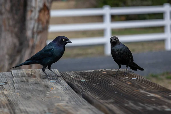 Brewer Blackbird Adult Males Have Black Plumage Iridescent Purple Head — Stock Photo, Image