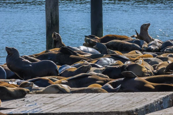 Die Berühmten Seelöwen Auf San Franciscos Hölzernen Schwimmenden Docks Pier — Stockfoto