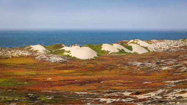 Coastline Northern Pacific Ocean California Beautiful Sand Dunes Covered Hottentot — Stock Photo, Image